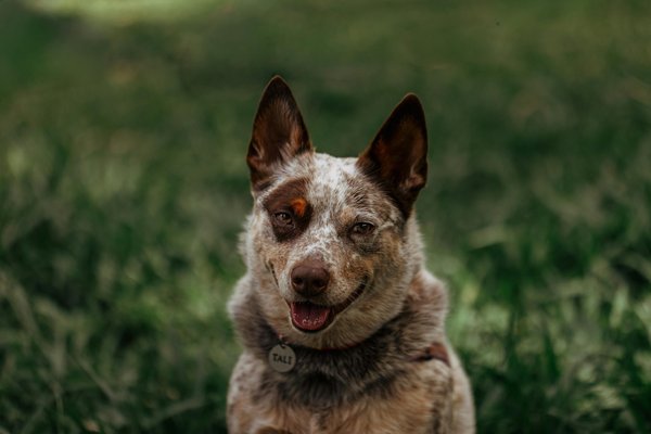 Éducateur canin dans le var : solutions pour tous les chiens